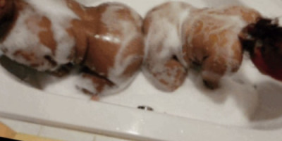 Want 2 Best friends? Honey cinnamon love to have fun
